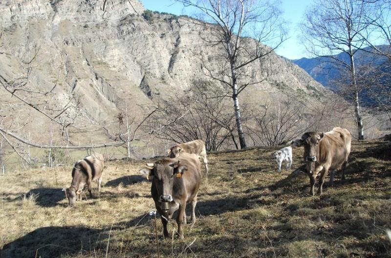 Casa Rural Casa Colom Espot Kültér fotó
